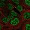 PLAG1 Zinc Finger antibody, NBP2-56656, Novus Biologicals, Immunofluorescence image 
