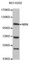 Nibrin antibody, abx000859, Abbexa, Western Blot image 