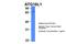 Autophagy Related 16 Like 1 antibody, 30-956, ProSci, Western Blot image 