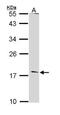 Glucagon antibody, GTX112806, GeneTex, Western Blot image 