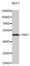 Y-Box Binding Protein 1 antibody, MBS125351, MyBioSource, Western Blot image 