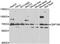 Zinc Finger Protein 169 antibody, LS-C349180, Lifespan Biosciences, Western Blot image 