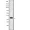 E74 Like ETS Transcription Factor 5 antibody, abx215131, Abbexa, Western Blot image 