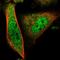 COP9 Signalosome Subunit 9 antibody, HPA044845, Atlas Antibodies, Immunofluorescence image 