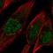 Protocadherin 10 antibody, HPA073462, Atlas Antibodies, Immunofluorescence image 
