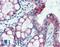 Claudin 4 antibody, LS-B2257, Lifespan Biosciences, Immunohistochemistry frozen image 