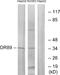 Olfactory receptor 89  antibody, A30900, Boster Biological Technology, Western Blot image 