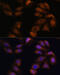 Roundabout Guidance Receptor 1 antibody, 15-984, ProSci, Immunofluorescence image 