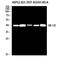 5-Hydroxytryptamine Receptor 1D antibody, A06046, Boster Biological Technology, Western Blot image 