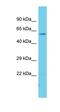 Glycerol Kinase antibody, orb326059, Biorbyt, Western Blot image 