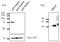 RAB5A, Member RAS Oncogene Family antibody, LS-C204234, Lifespan Biosciences, Western Blot image 