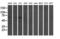 General Transcription Factor IIF Subunit 1 antibody, LS-C786324, Lifespan Biosciences, Western Blot image 