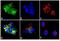 C-X-C Motif Chemokine Ligand 9 antibody, 701117, Invitrogen Antibodies, Immunofluorescence image 