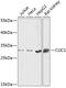 Chloride Intracellular Channel 1 antibody, 15-149, ProSci, Western Blot image 