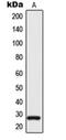 Tetraspanin 9 antibody, orb215020, Biorbyt, Western Blot image 