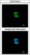 Actinin Alpha 4 antibody, GTX113115, GeneTex, Immunofluorescence image 