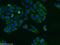Ras Interacting Protein 1 antibody, 26064-1-AP, Proteintech Group, Immunofluorescence image 