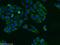 Ras-interacting protein 1 antibody, 26064-1-AP, Proteintech Group, Immunofluorescence image 