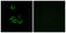C-C Motif Chemokine Receptor 9 antibody, LS-C120636, Lifespan Biosciences, Immunofluorescence image 