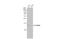 Fatty Acid Binding Protein 4 antibody, NBP1-33616, Novus Biologicals, Western Blot image 