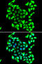 General Transcription Factor IIH Subunit 3 antibody, 22-768, ProSci, Immunofluorescence image 