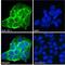 Sorting nexin-1 antibody, 42-279, ProSci, Immunohistochemistry frozen image 