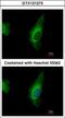 Oxysterol Binding Protein Like 8 antibody, GTX121273, GeneTex, Immunofluorescence image 