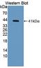 Melanotransferrin antibody, LS-C372795, Lifespan Biosciences, Western Blot image 