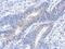 TGF-Beta Activated Kinase 1 (MAP3K7) Binding Protein 1 antibody, GTX107571, GeneTex, Immunohistochemistry paraffin image 