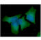 Beclin 1 antibody, GTX57617, GeneTex, Immunocytochemistry image 