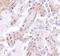 Calpain 6 antibody, NBP1-76937, Novus Biologicals, Immunohistochemistry paraffin image 