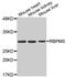 RNA Binding Protein, MRNA Processing Factor antibody, MBS129828, MyBioSource, Western Blot image 