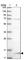 NHP2-like protein 1 antibody, HPA029199, Atlas Antibodies, Western Blot image 