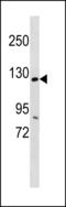 Ankyrin Repeat And Sterile Alpha Motif Domain Containing 1A antibody, LS-C203875, Lifespan Biosciences, Western Blot image 