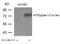 Activating Transcription Factor 2 antibody, 79-116, ProSci, Western Blot image 