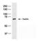 ATRX Chromatin Remodeler antibody, MA1-23339, Invitrogen Antibodies, Western Blot image 