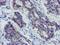Leucine Rich Repeat Containing 25 antibody, MA5-26005, Invitrogen Antibodies, Immunohistochemistry frozen image 