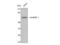 Heterogeneous Nuclear Ribonucleoprotein L antibody, STJ93568, St John