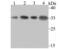 Q62189 antibody, NBP2-75693, Novus Biologicals, Western Blot image 