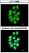 Peptidyl Arginine Deiminase 4 antibody, GTX113946, GeneTex, Immunocytochemistry image 