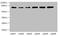 Zinc Finger Protein 555 antibody, MBS7000405, MyBioSource, Western Blot image 
