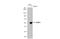 Tripartite Motif Containing 15 antibody, GTX117947, GeneTex, Western Blot image 