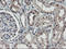 RNA Binding Protein, MRNA Processing Factor antibody, LS-C175186, Lifespan Biosciences, Immunohistochemistry frozen image 