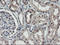 RNA-binding protein with multiple splicing antibody, LS-C175186, Lifespan Biosciences, Immunohistochemistry frozen image 