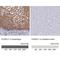 S100 Calcium Binding Protein A11 antibody, NBP2-13270, Novus Biologicals, Immunohistochemistry paraffin image 