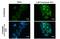 Sequestosome 1 antibody, GTX636328, GeneTex, Immunofluorescence image 