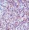 Chymotrypsin Like Elastase 3A antibody, LS-C168660, Lifespan Biosciences, Immunohistochemistry frozen image 