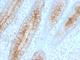 Beta-2-Microglobulin antibody, V2804IHC-7ML, NSJ Bioreagents, Immunohistochemistry paraffin image 