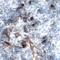 Fibroblast growth factor-binding protein 1 antibody, AF1413, R&D Systems, Immunohistochemistry frozen image 