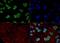 Heterogeneous Nuclear Ribonucleoprotein A1 antibody, MA5-24774, Invitrogen Antibodies, Immunofluorescence image 